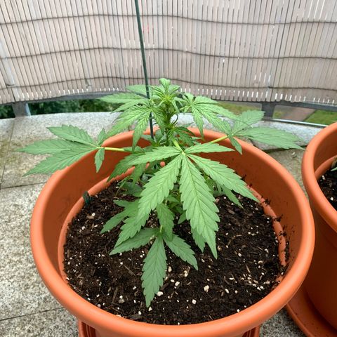 Sweet Skunk Automatic growlog timeline photo