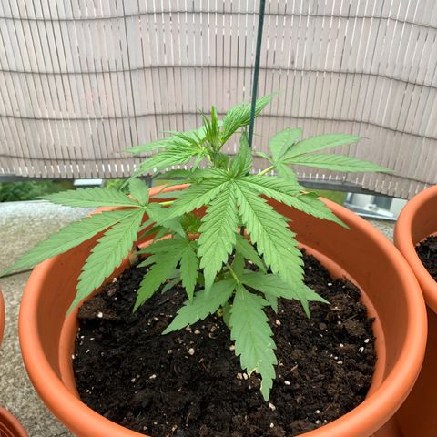 Do-Si-Dos Automatic growlog timeline photo