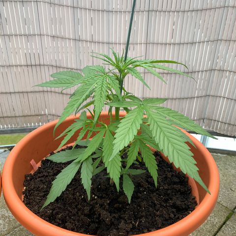 Purple Queen Automatic growlog timeline photo