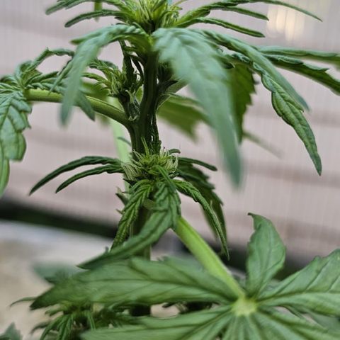 Sweet Skunk Automatic growlog timeline photo