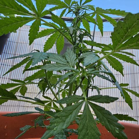 Sweet Skunk Automatic growlog timeline photo