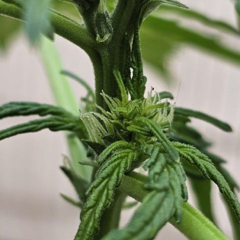 Sweet Skunk Automatic growlog timeline photo