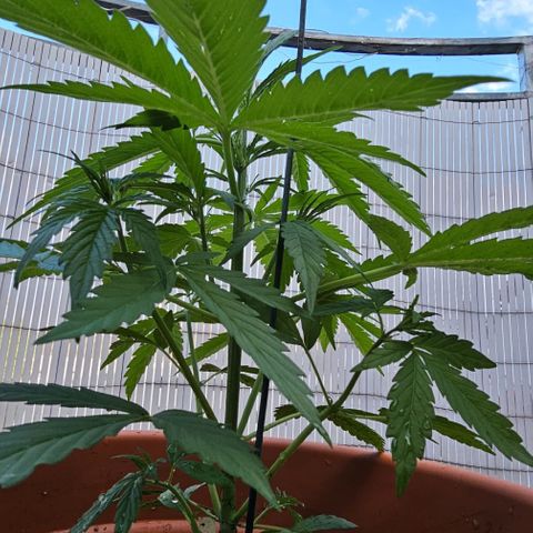 Do-Si-Dos Automatic growlog timeline photo