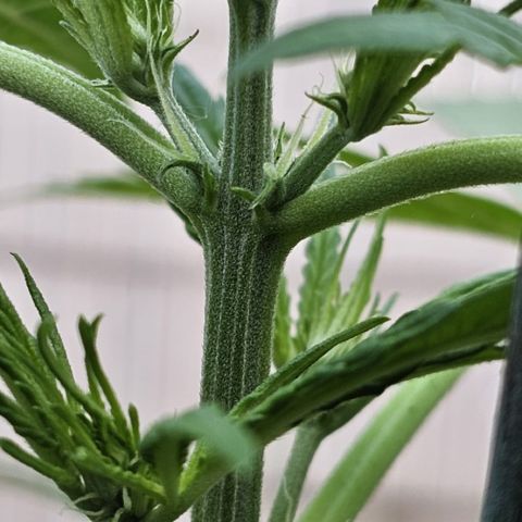 Do-Si-Dos Automatic growlog timeline photo