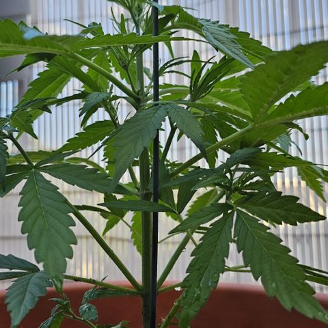 Do-Si-Dos Automatic growlog timeline photo