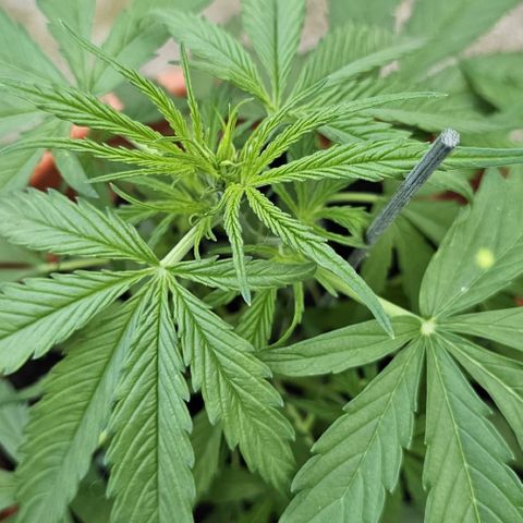 Purple Queen Automatic growlog timeline photo