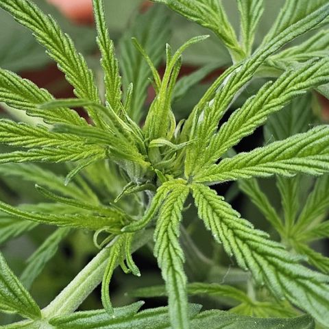 Purple Queen Automatic growlog timeline photo