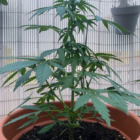 Sweet Skunk Automatic growlog timeline photo