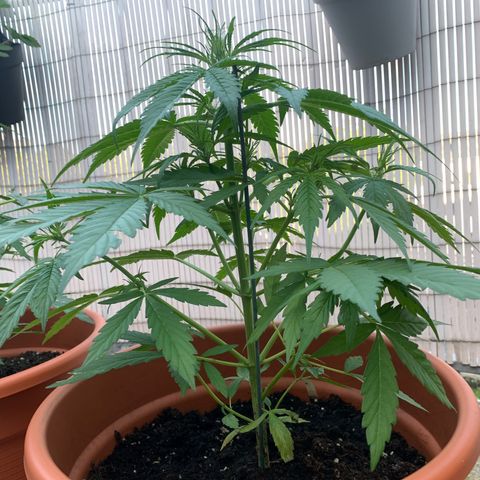 Do-Si-Dos Automatic growlog timeline photo