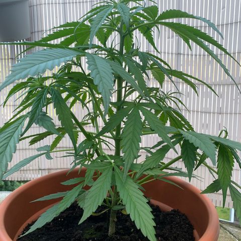 Purple Queen Automatic growlog timeline photo