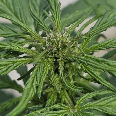 Sweet Skunk Automatic growlog timeline photo