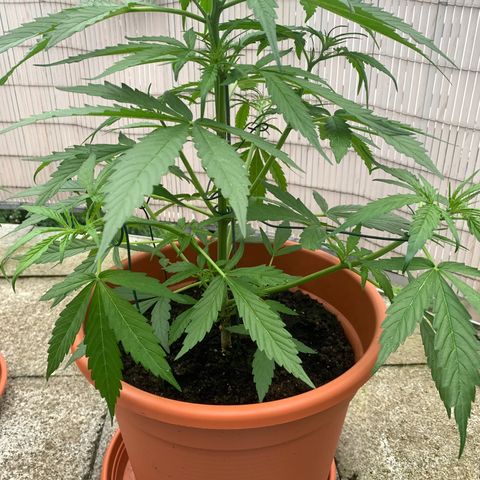 Purple Queen Automatic growlog photo: mit Draht die Blütentriebe nach außen gebracht 