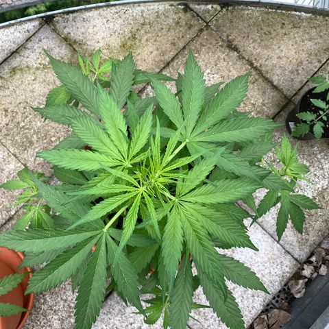Purple Queen Automatic growlog photo: mit Draht die Blütentriebe nach außen gebracht 