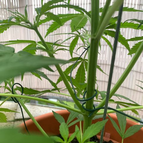Purple Queen Automatic growlog photo: mit Draht die Blütentriebe nach außen gebracht 