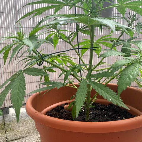 Do-Si-Dos Automatic growlog photo: Blütentriebe mithilfe von Draht nach außen gebracht