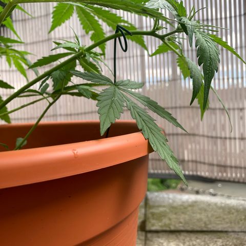 Do-Si-Dos Automatic growlog photo: Blütentriebe mithilfe von Draht nach außen gebracht