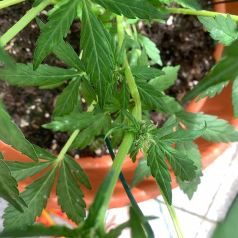 Sweet Skunk Automatic growlog photo: Abgeknickten Ast abgestützt und Knickstelle mit Klebeband verarztet