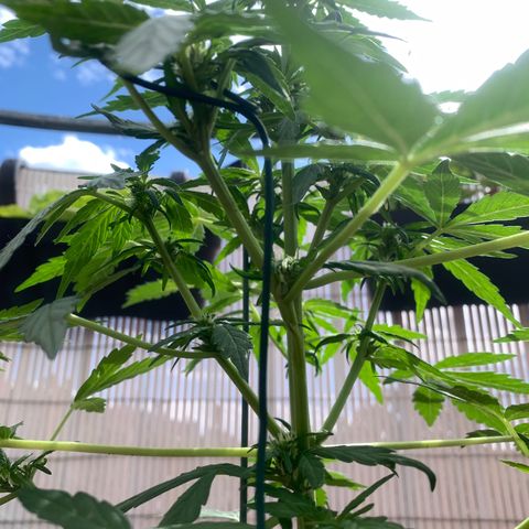 Sweet Skunk Automatic growlog photo: Abgeknickten Ast abgestützt und Knickstelle mit Klebeband verarztet