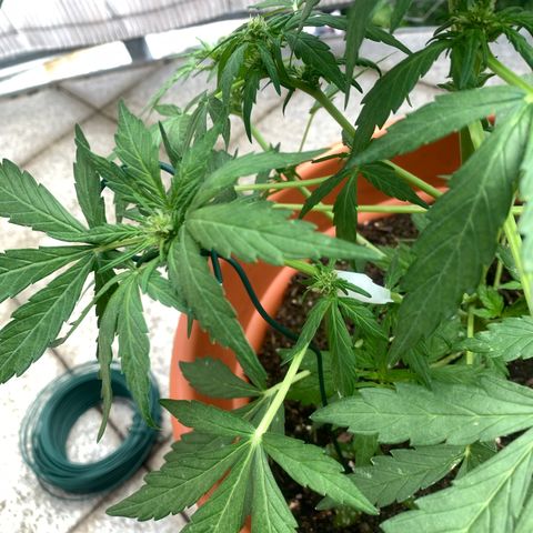 Sweet Skunk Automatic growlog photo: Abgeknickten Ast abgestützt und Knickstelle mit Klebeband verarztet
