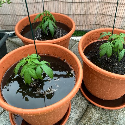 Purple Queen Automatic growlog photo: starkes Unwetter überlebt, das überschüssige Wasser wurde ausgekippt