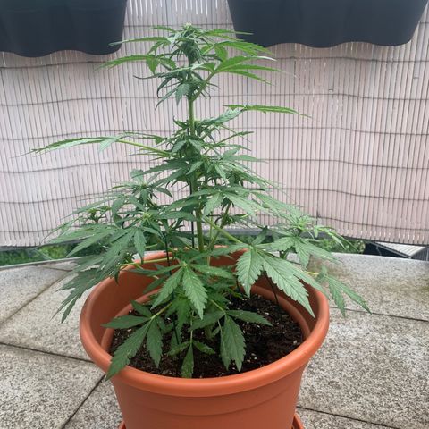 Sweet Skunk Automatic growlog timeline photo