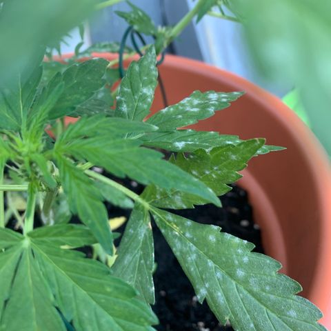 Sweet Skunk Automatic growlog photo: Leichter Mehltaubefall