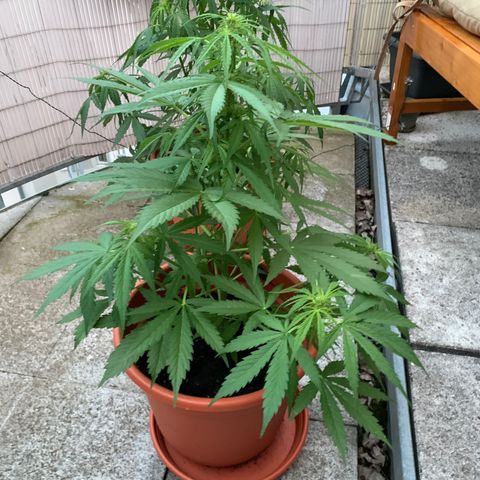 Do-Si-Dos Automatic growlog timeline photo