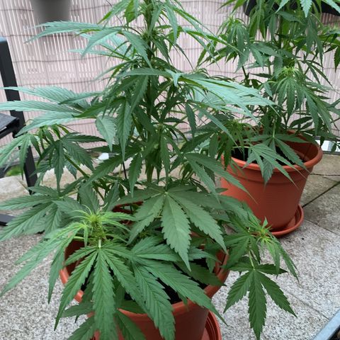 Do-Si-Dos Automatic growlog timeline photo