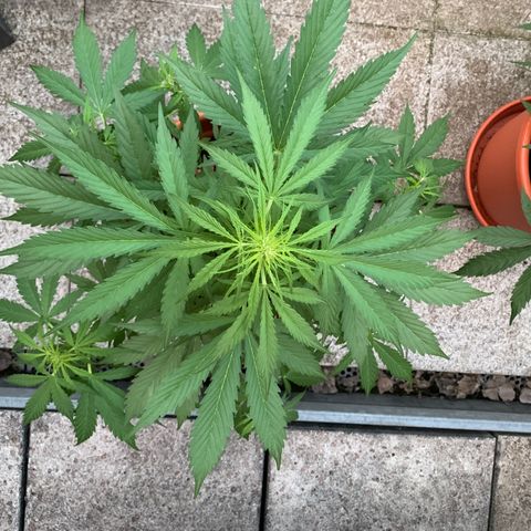 Do-Si-Dos Automatic growlog timeline photo