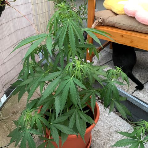 Purple Queen Automatic growlog timeline photo