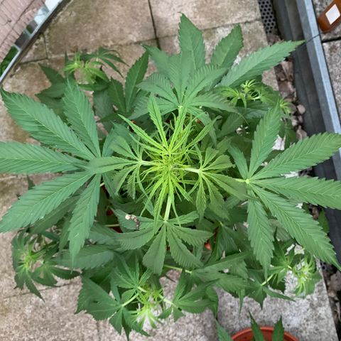 Purple Queen Automatic growlog timeline photo
