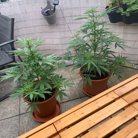Purple Queen Automatic growlog photo: Links: Do-Si-Dos Auto, Rechts: Purple Queen Auto