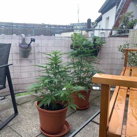 Do-Si-Dos Automatic growlog timeline photo