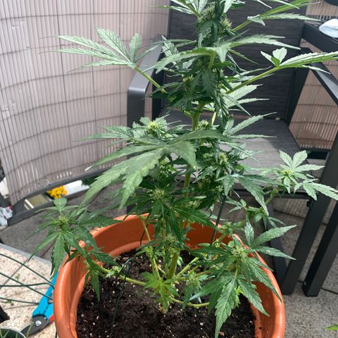 Sweet Skunk Automatic growlog timeline photo