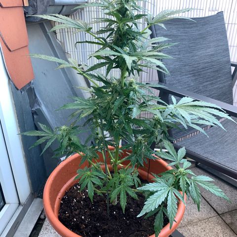 Sweet Skunk Automatic growlog photo: Langsam erholt sie sich vom Mehltaubefall, die Milchkur hat gut geholfen bisher, nur waren die Blätter etwas verklebt davon heute, diese habe ich mit etwas Wasser abgesprüht