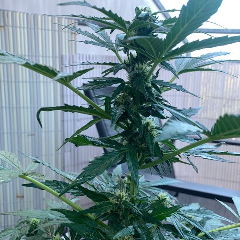 Sweet Skunk Automatic growlog photo: Langsam erholt sie sich vom Mehltaubefall, die Milchkur hat gut geholfen bisher, nur waren die Blätter etwas verklebt davon heute, diese habe ich mit etwas Wasser abgesprüht