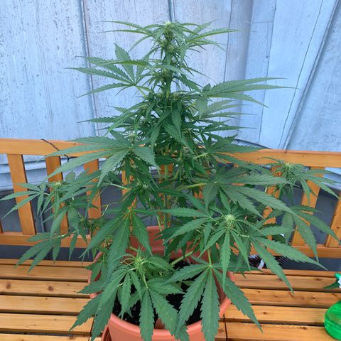 Do-Si-Dos Automatic growlog timeline photo