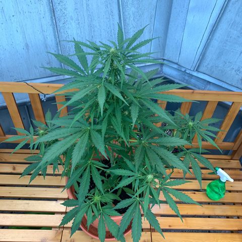 Do-Si-Dos Automatic growlog timeline photo