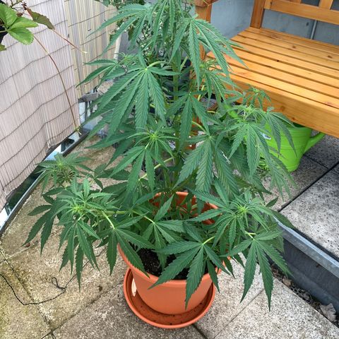 Purple Queen Automatic growlog timeline photo