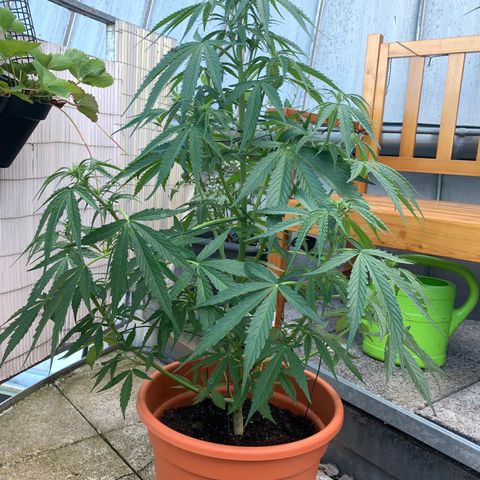 Purple Queen Automatic growlog timeline photo