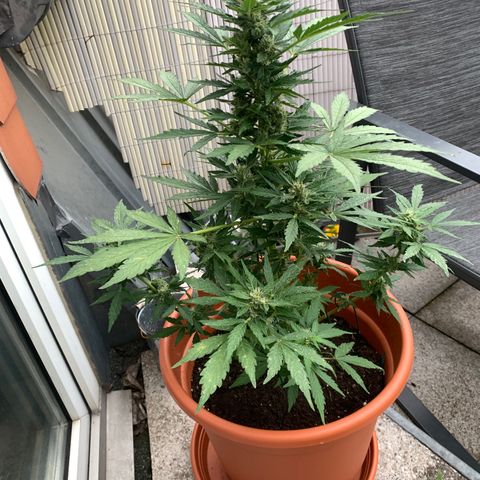 Sweet Skunk Automatic growlog timeline photo