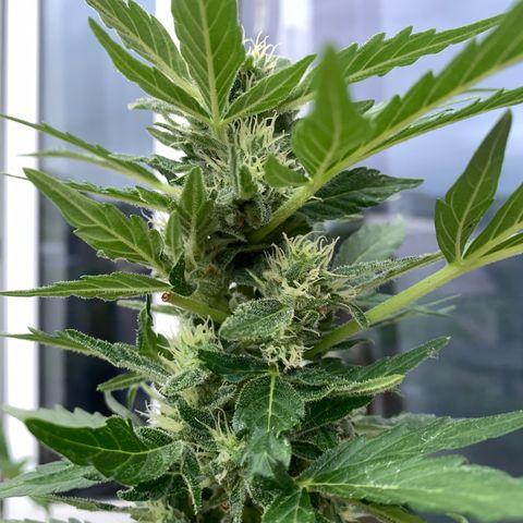 Sweet Skunk Automatic growlog timeline photo