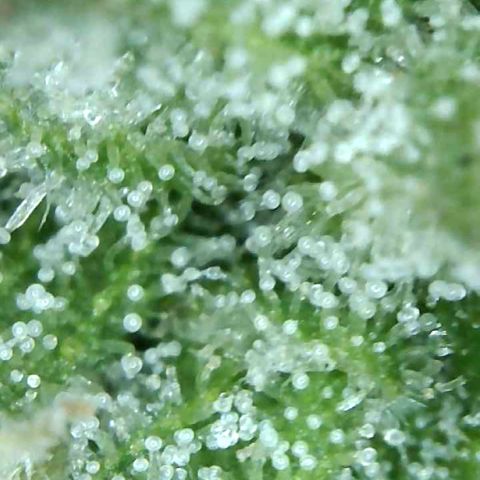 Sweet Skunk Automatic growlog timeline photo
