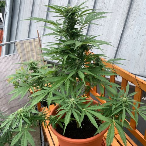 Do-Si-Dos Automatic growlog timeline photo