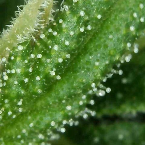 Do-Si-Dos Automatic growlog timeline photo