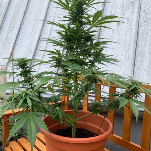 Do-Si-Dos Automatic growlog timeline photo