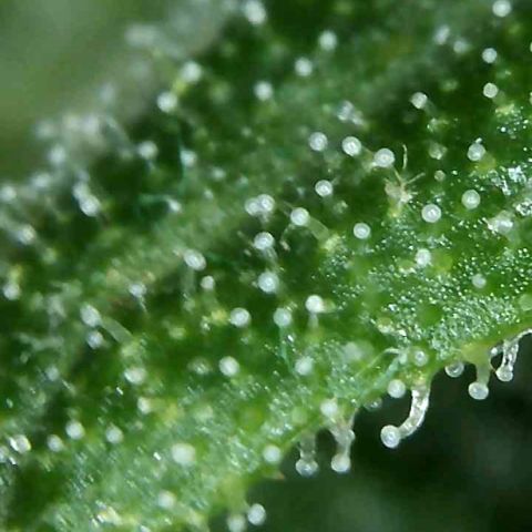 Do-Si-Dos Automatic growlog timeline photo