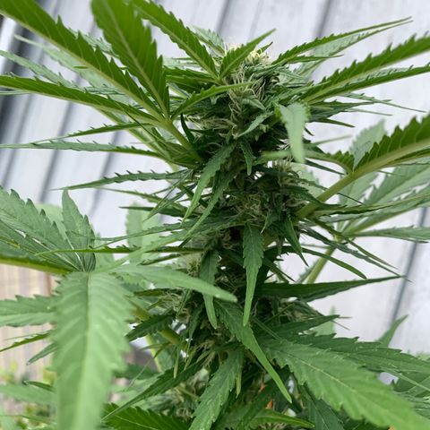 Do-Si-Dos Automatic growlog timeline photo