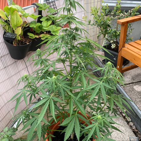 Purple Queen Automatic growlog timeline photo