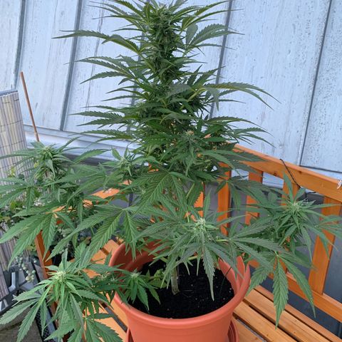 Do-Si-Dos Automatic growlog timeline photo